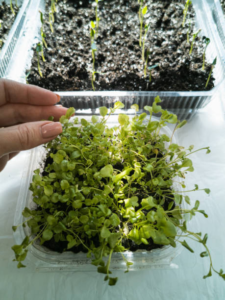 istock Young sprouts are grown for planting 1313920539