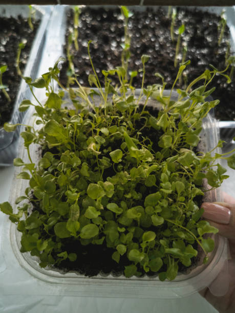 istock Young sprouts are grown for planting 1313920543
