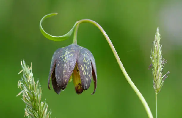 Chocolate Lily Fritillaria affinis, Cowichan Valley, Vancouver Island, British Columbia, Canada in Vancouver, BC, Canada