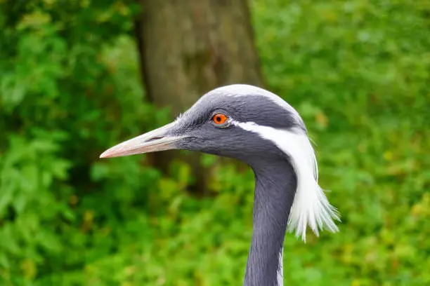 Close-up of a demoiselle crane with red eye, in the background some gr in Zürich, ZH, Switzerland