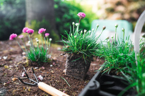 istock Spring Gardening New Pink Ground Cover 1313920930