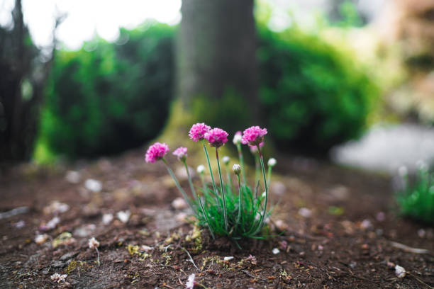 Home Gardening Small Pink Flowers in Seattle, WA, United States