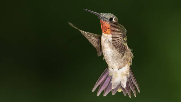 istock Ruby Throated Hummingbird Hovering in the Green Forest 1313920951