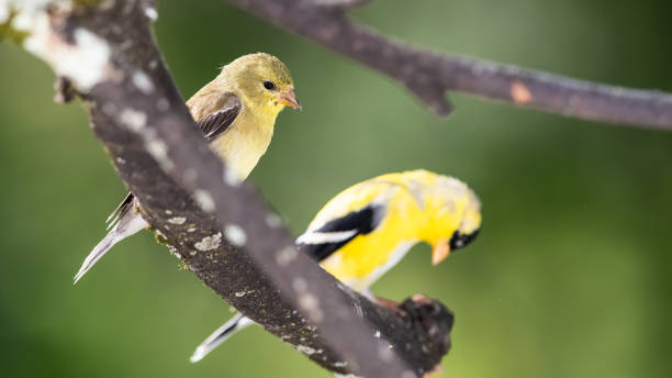 istock Pair of American Goldfinch Perched in a Tree 1313920972