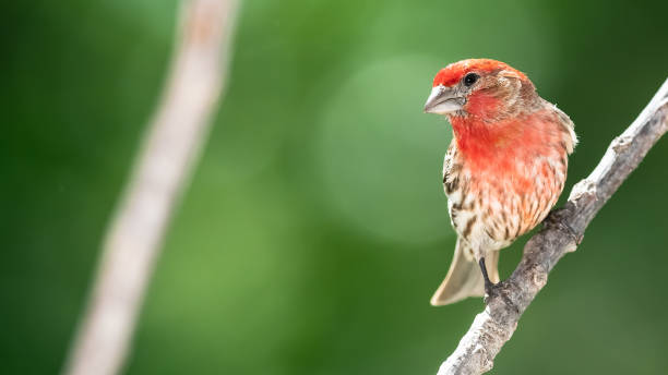 istock House Finch Perched on a Tree Branch 1313920989