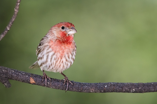 Curious Little House Finch Perched in a Tree