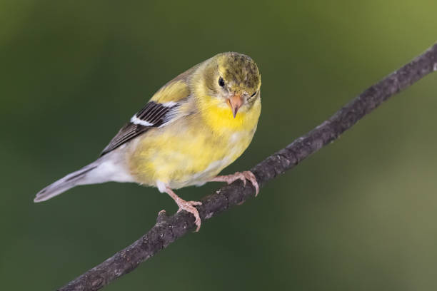 american goldfinch perched on a branch of a tree - american goldfinch branch perching finch imagens e fotografias de stock