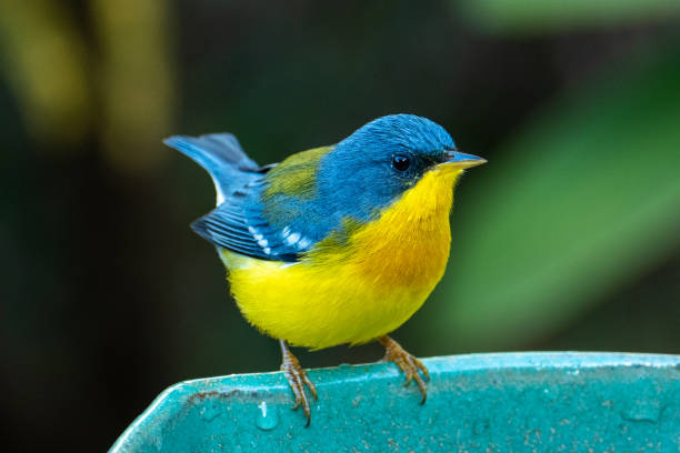 istock Tropical Parula (Setophaga pitiayumi) is a small New World warbler. 1313923554