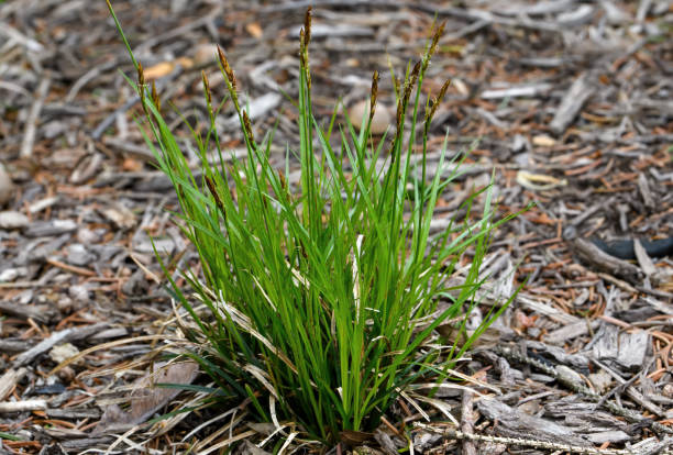 Carex pensylvanica commonly called Pennsylvania sedge on a cloudy day. Carex pensylvanica commonly called Pennsylvania sedge on a cloudy day. It is a shade-loving perennial sedge that is native to thickets and dry woodland areas in Eastern and Central North America. sedge stock pictures, royalty-free photos & images