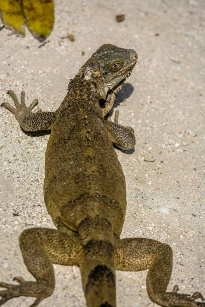 istock Green Iguanas Lizards 1313926446