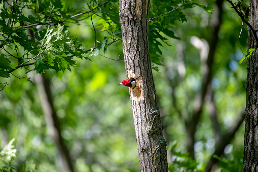 Red-headed woodpecker poking its head out from its nest in the side of a tree after taking its turn feeding the recently hatched babies