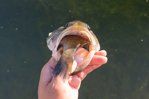 Black bass trying to swallow bluegill