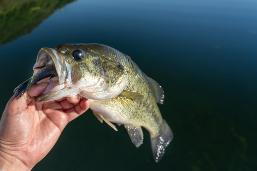 Black bass trying to swallow bluegill