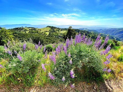 Blooming wildflowers and amazing sunsets characterize the view from Mount Figueroa in the Los Padres National Forest of California.
