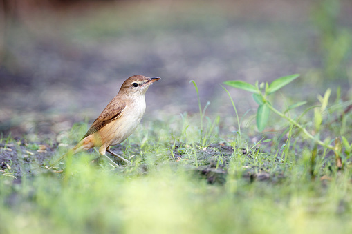 Beautiful small bird, adult Oriental reed warbler, low angle view, side shot, in the morning foraging on the agriculture field in tropical forest, central Thailand.