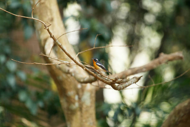 istock Adult Mugimaki flycatcher or robin flycatcher (Ficedula mugimaki) 1313930903