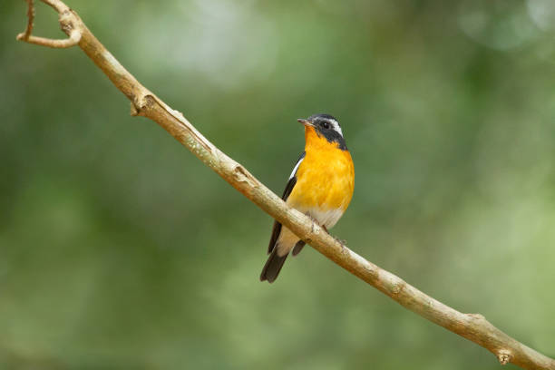 istock Adult Mugimaki flycatcher or robin flycatcher (Ficedula mugimaki) 1313930917