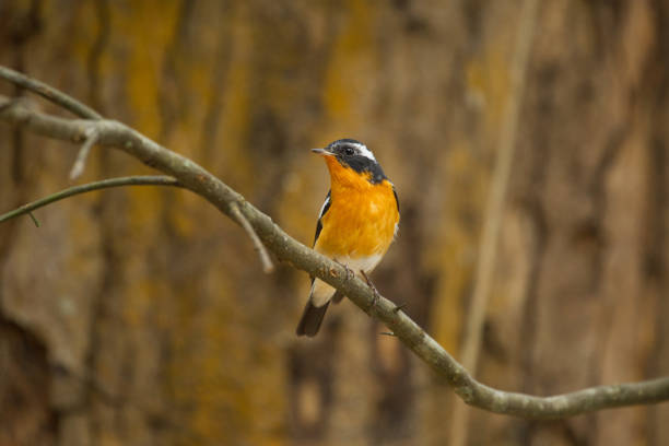 istock Adult Mugimaki flycatcher or robin flycatcher (Ficedula mugimaki) 1313930918