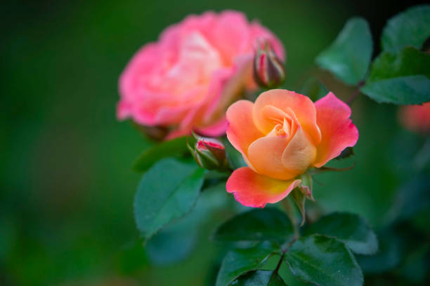 istock Pink and Orange Colorful Roses with Dew Droplets 1313931495