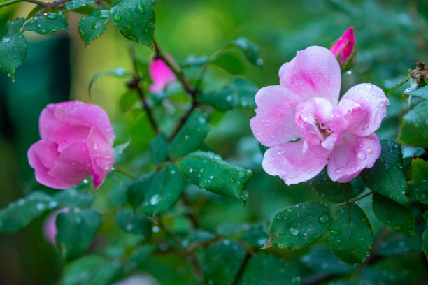 istock Pink and Orange Colorful Roses with Dew Droplets 1313931526
