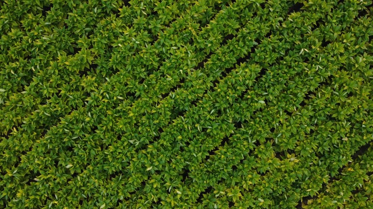 Drone Point of View tobacco field landscape in countryside