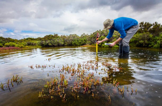 scienziato che misura la profondità dell'acqua per installare data logger sul livello dell'acqua in una zona umida costiera - climate foto e immagini stock