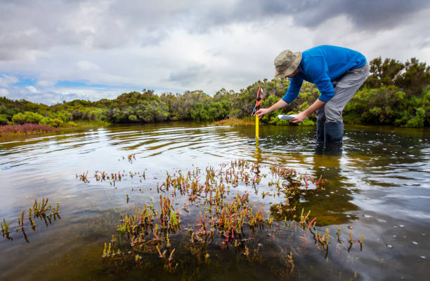 Scientist measuring water depth to install water level data loggers in a coastal wetland stock photo