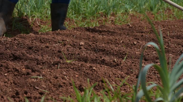 Detail - Preparing soil