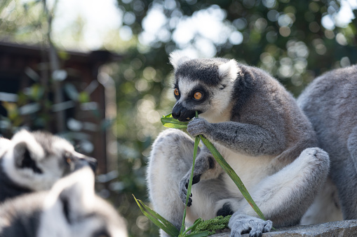 A ring-tailed lemur eating.