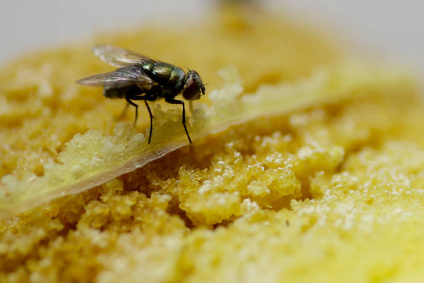 istock Flies on Rotten Food 1313940104