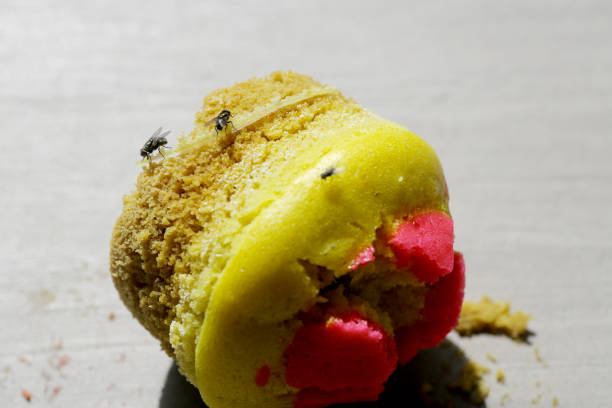 istock Flies on Rotten Food 1313940105