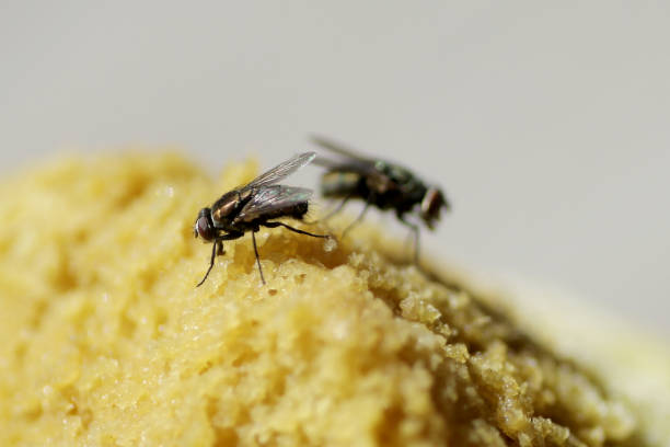 istock Flies on Rotten Food 1313940118