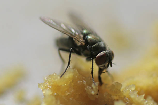 istock Flies on Rotten Food 1313940126