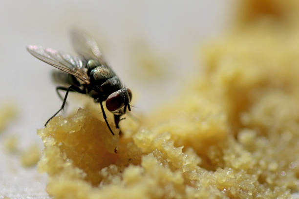 istock Flies on Rotten Food 1313940150