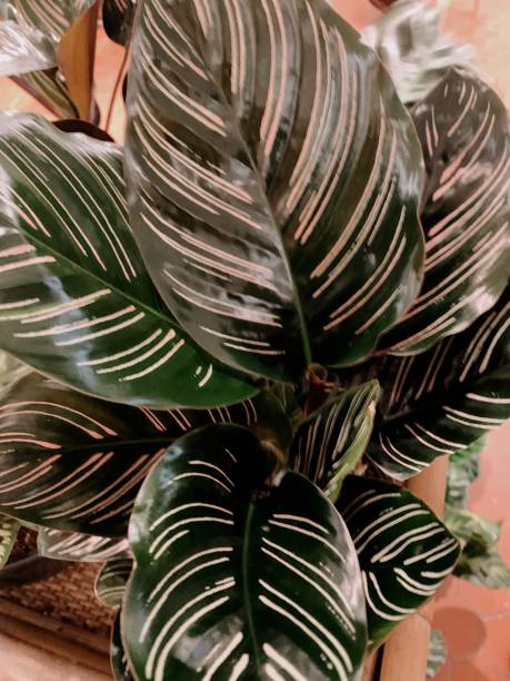 Photo of Gorgeous Calathea 'Prayer Plants' Tropical Plants in South Florida in the Spring of 2021