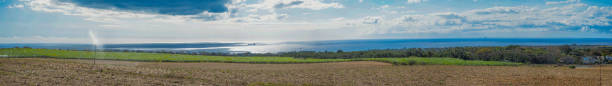 istock panoramic view of sugar cane field. 1313941202