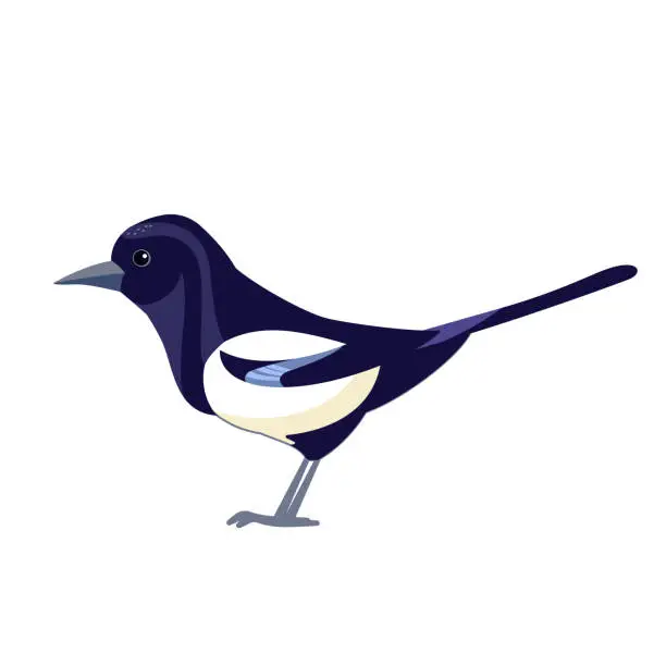 Vector illustration of Magpie. Black white crow bird. Cartoon flat vector illustration Isolated on white background. Eurasian Magpie beautiful character of ornithology, Pica pica