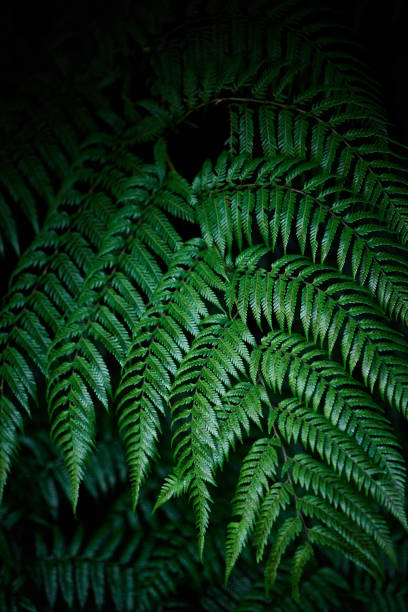 istock Close up of green leaves 1313944809