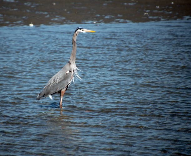 Blue heron hunting at Birch Bay park, Whatcom, Washington Blue heron hunting at Birch Bay park, Whatcom, Washington blaine washington stock pictures, royalty-free photos & images
