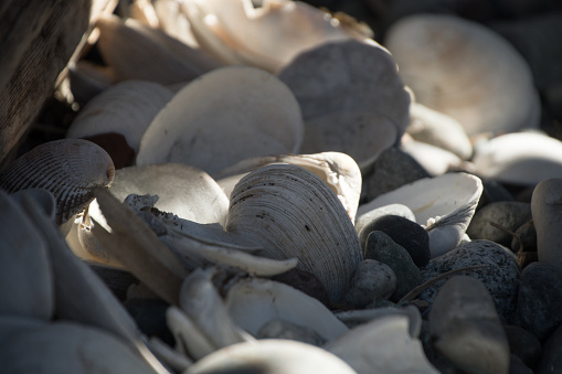 Empty shells hiding in shadows of Birch Bay beach, Blaine, Washington