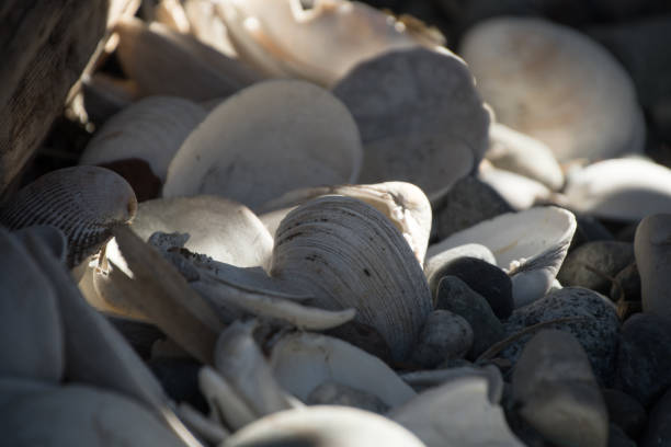 Empty shells hiding in shadows of Birch Bay beach, Blaine, Washington Empty shells hiding in shadows of Birch Bay beach, Blaine, Washington blaine washington stock pictures, royalty-free photos & images