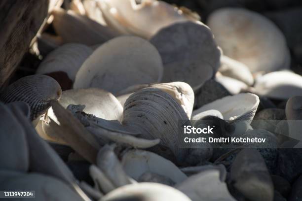 Empty Shells Hiding In Shadows Of Birch Bay Beach Blaine Washington Stock Photo - Download Image Now