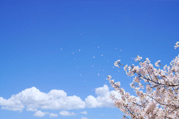 Cherry blossom petals  The background is a watercolor touch