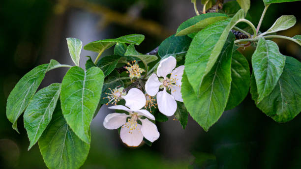istock White apple flowers bloom on branches in the garden in spring. 1313949939