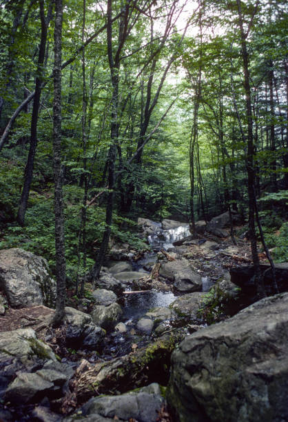 istock Shenandoah National Park - Stream Through Forest Below the Falls - 1977 1313950069