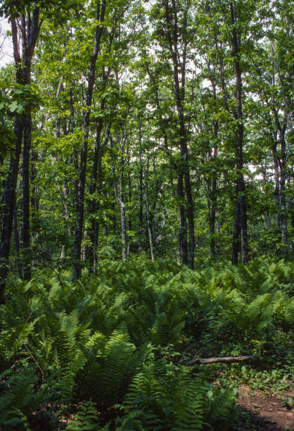 istock Shenandoah National Park - Ferns Vertical Wide Angle - 1977 1313950789