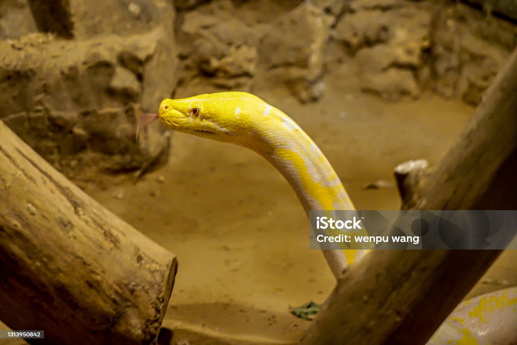 Golden Python Burmese Python Stock Photo - Download Image Now - Albino ...