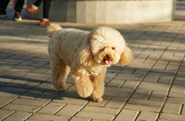 istock Teddy pet dog in the park 1313950882