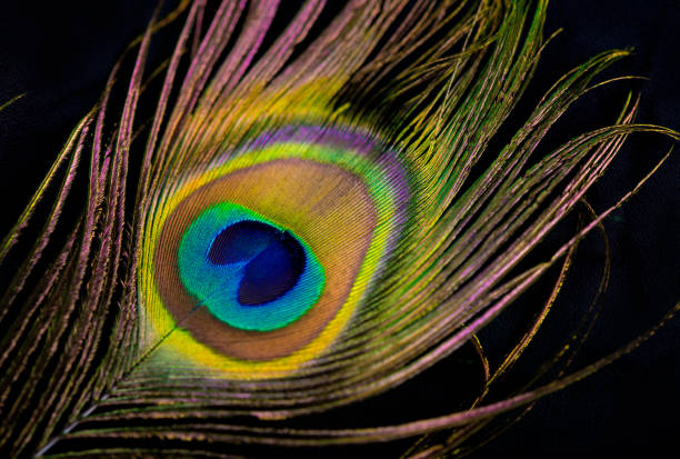 istock Background, wallpaper, texture. Part of beautiful peacock tail in dark 1313950905
