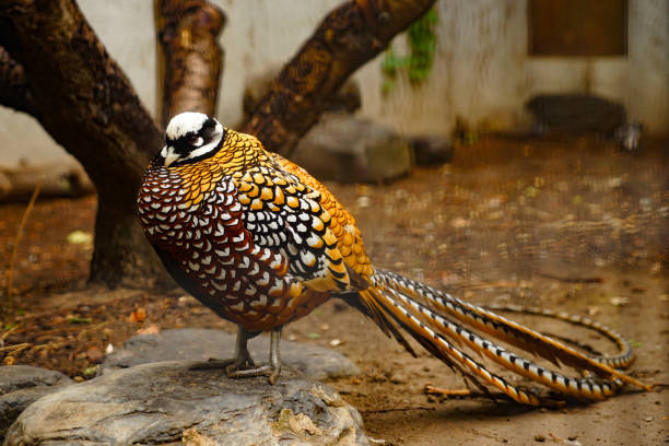 istock Reeves' pheasant standing on the stone 1313950918